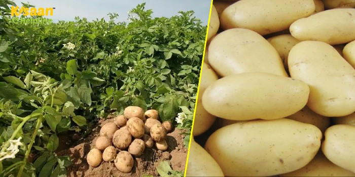 आलू की इस किस्म से होगी किसानों की अच्छी कमाई, कम समय में मिलेगा बढ़िया उत्पादन